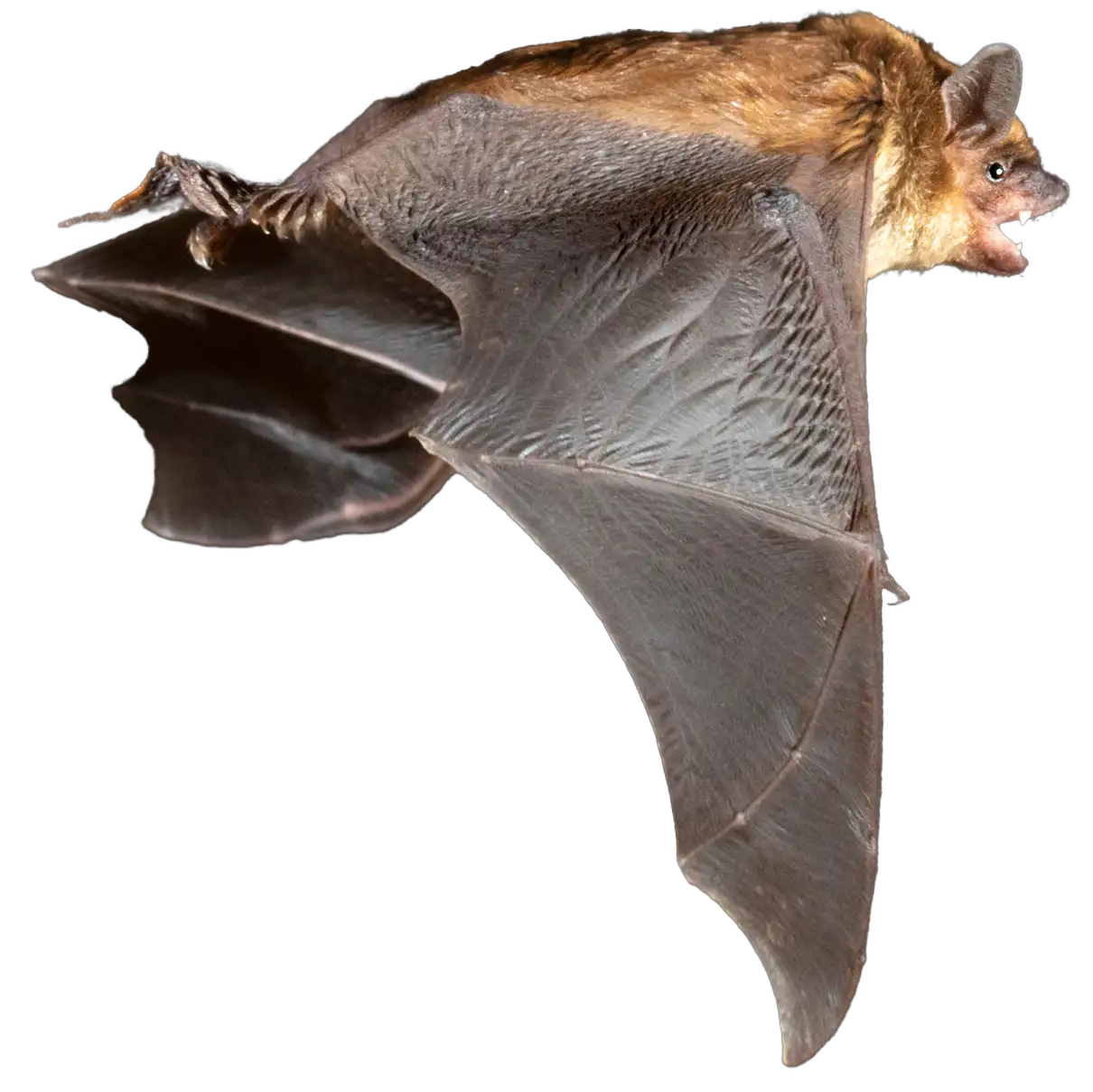 A bat in flight at dusk, the kind Roberts Wildlife excludes from North Alabama attics