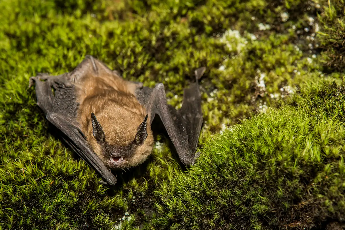 Bat on grass — bat removal services in Alabama and the Florida Panhandle by Roberts Wildlife