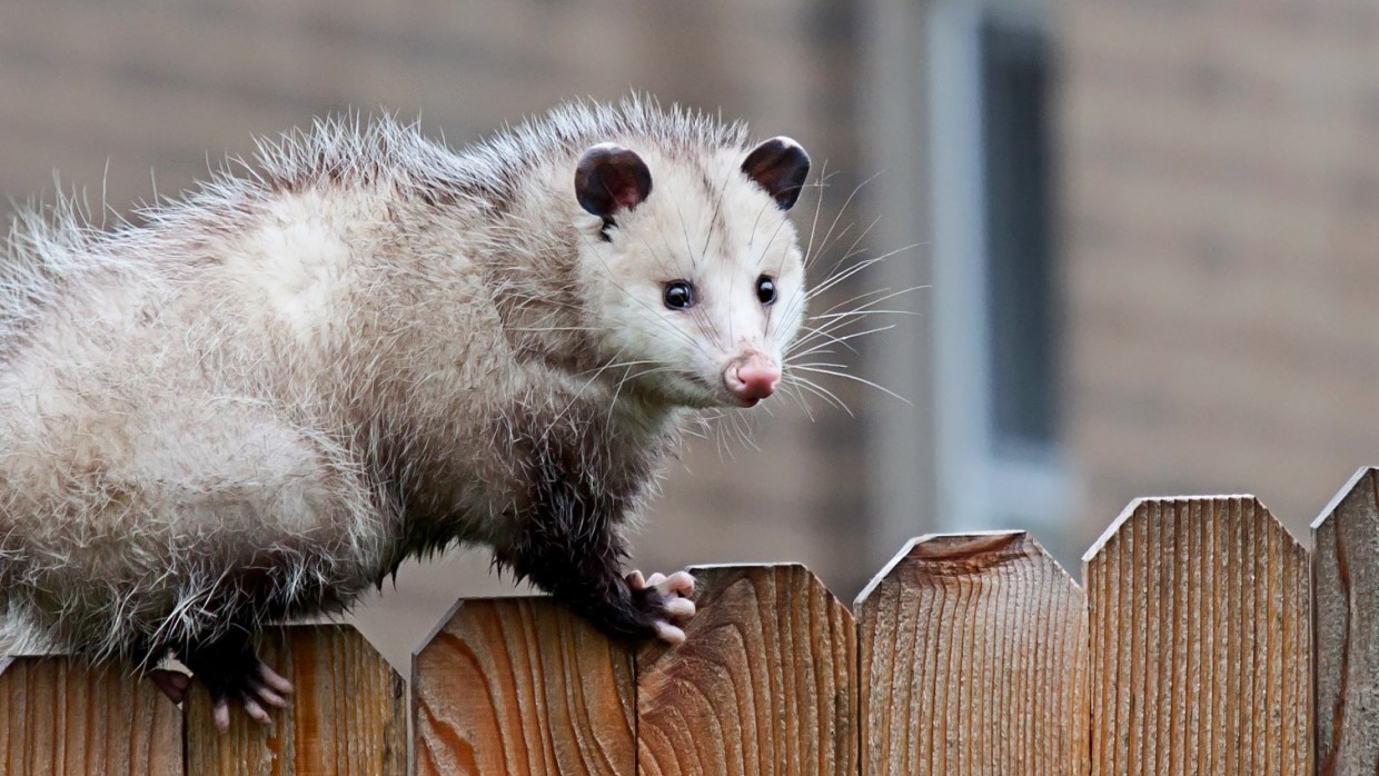 possum pest removal