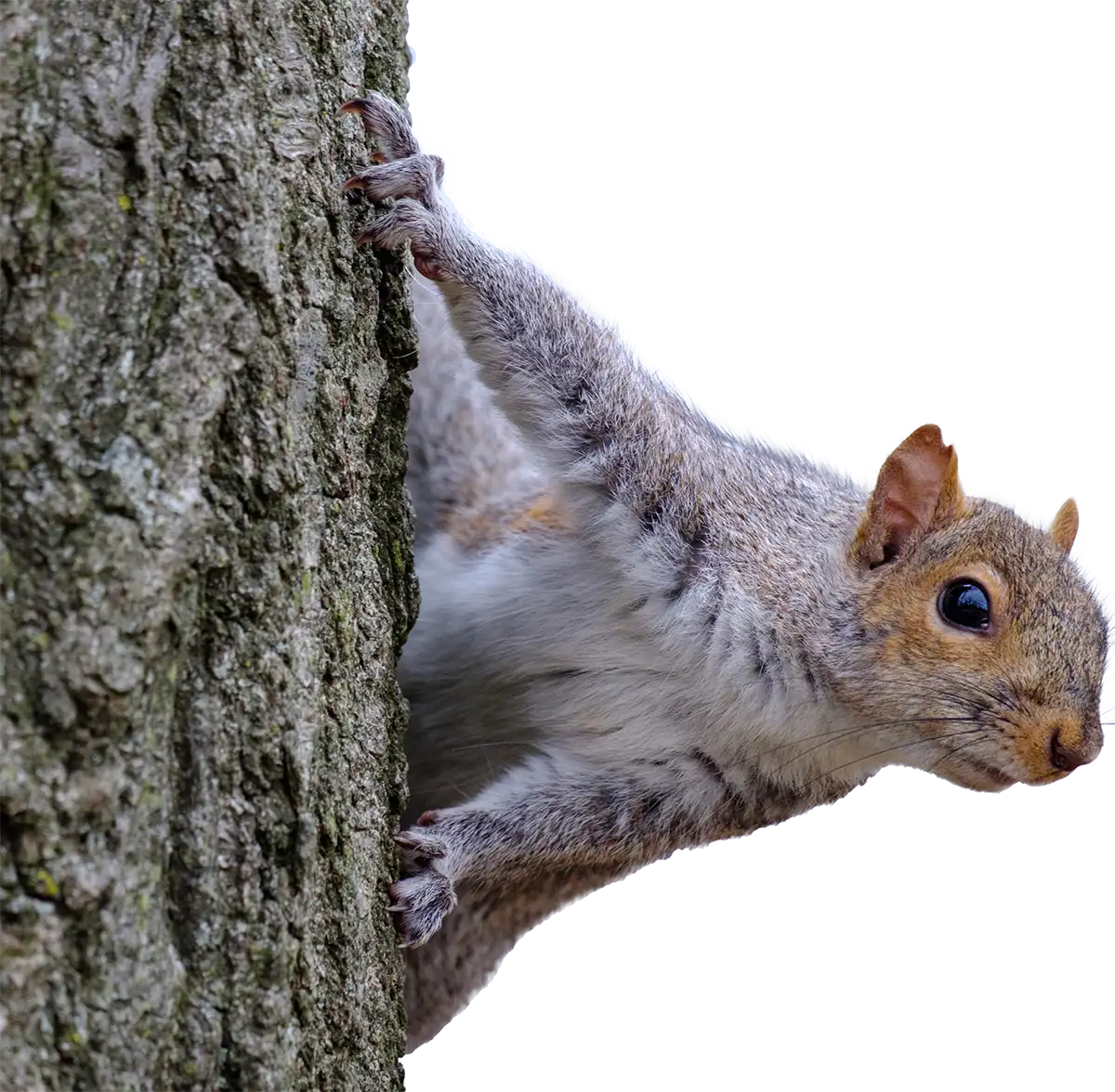 A squirrel peeking from a tree near a North Alabama home, where Roberts Wildlife removes flying squirrels