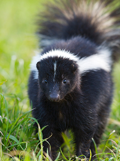 skunk pest removal