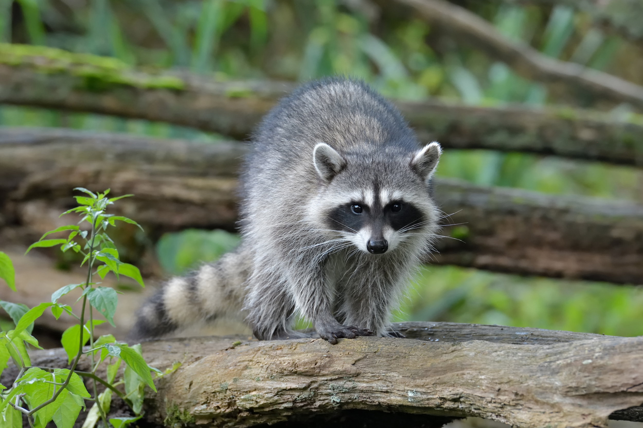 raccoon pest removal