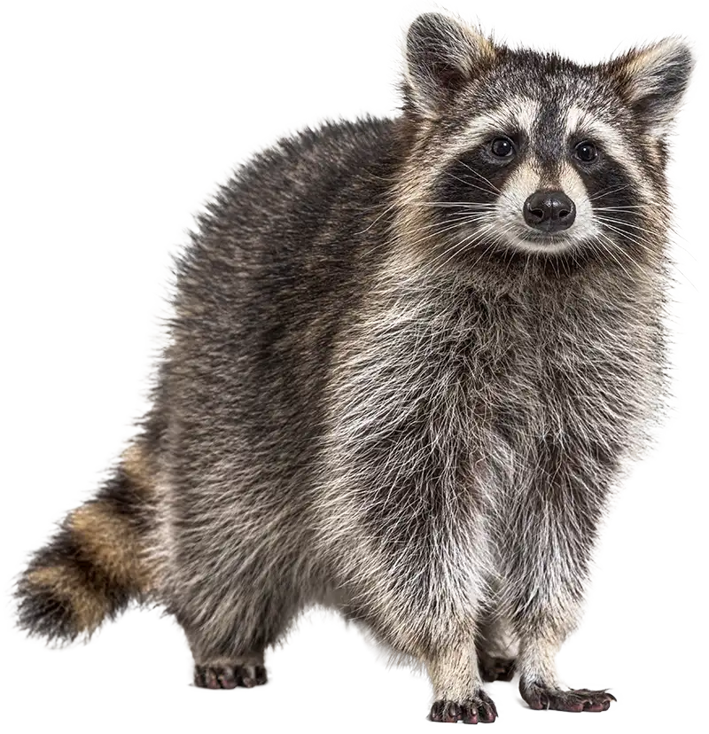 Raccoon - Roberts Wildlife removes raccoons and other wildlife across North Alabama
