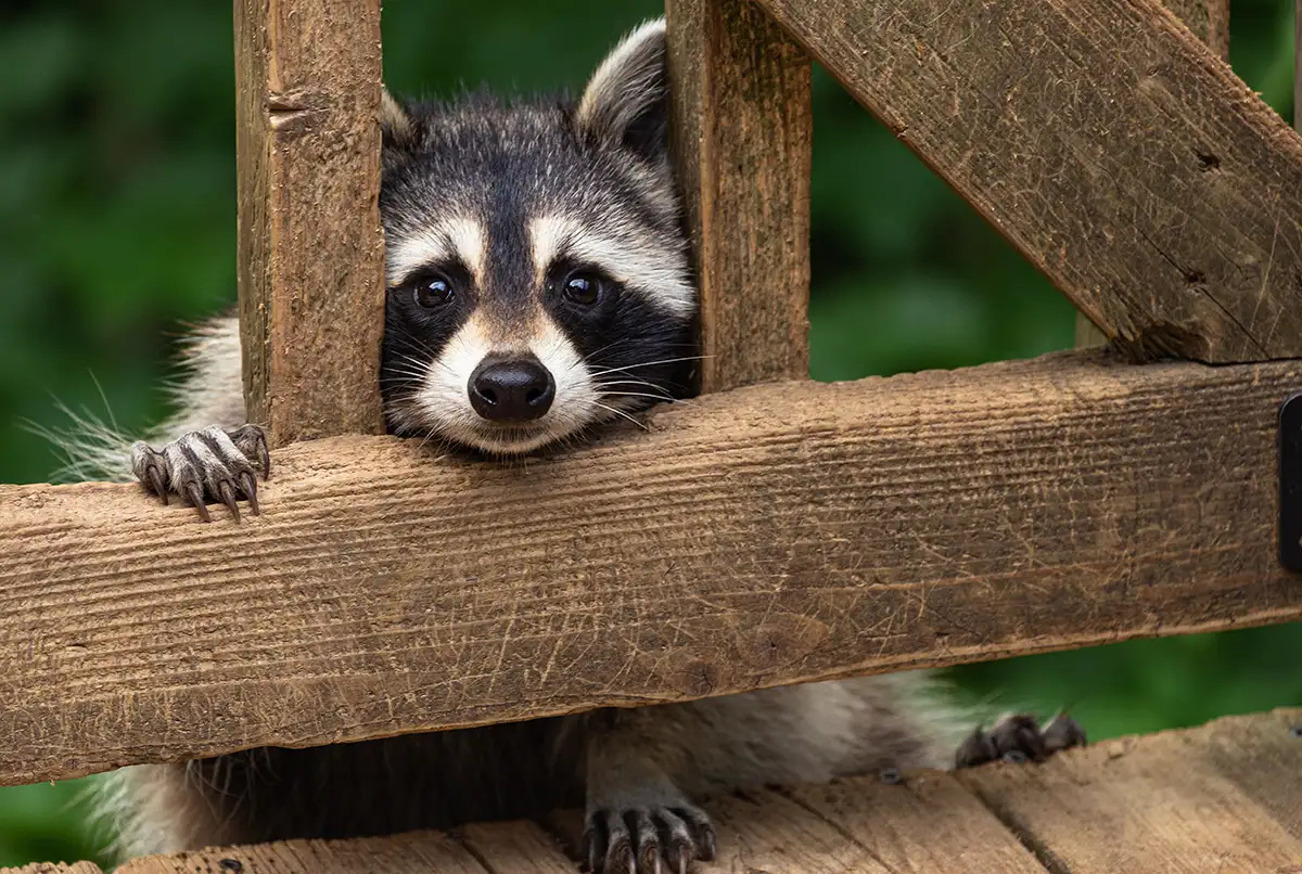 A raccoon peering through a backyard deck, one of many animals Roberts Wildlife removes across North Alabama