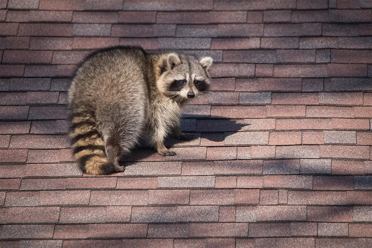 Raccoon on a roof — racoon removal services in Alabama and the Florida Panhandle by Roberts Wildlife