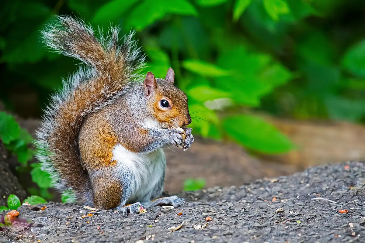 Squirrel removal services in Alabama and the Florida Panhandle by Roberts Wildlife