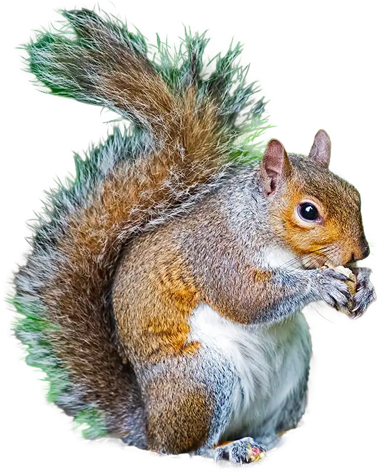 A small rodent, representative of the chipmunks Roberts Wildlife controls across North Alabama