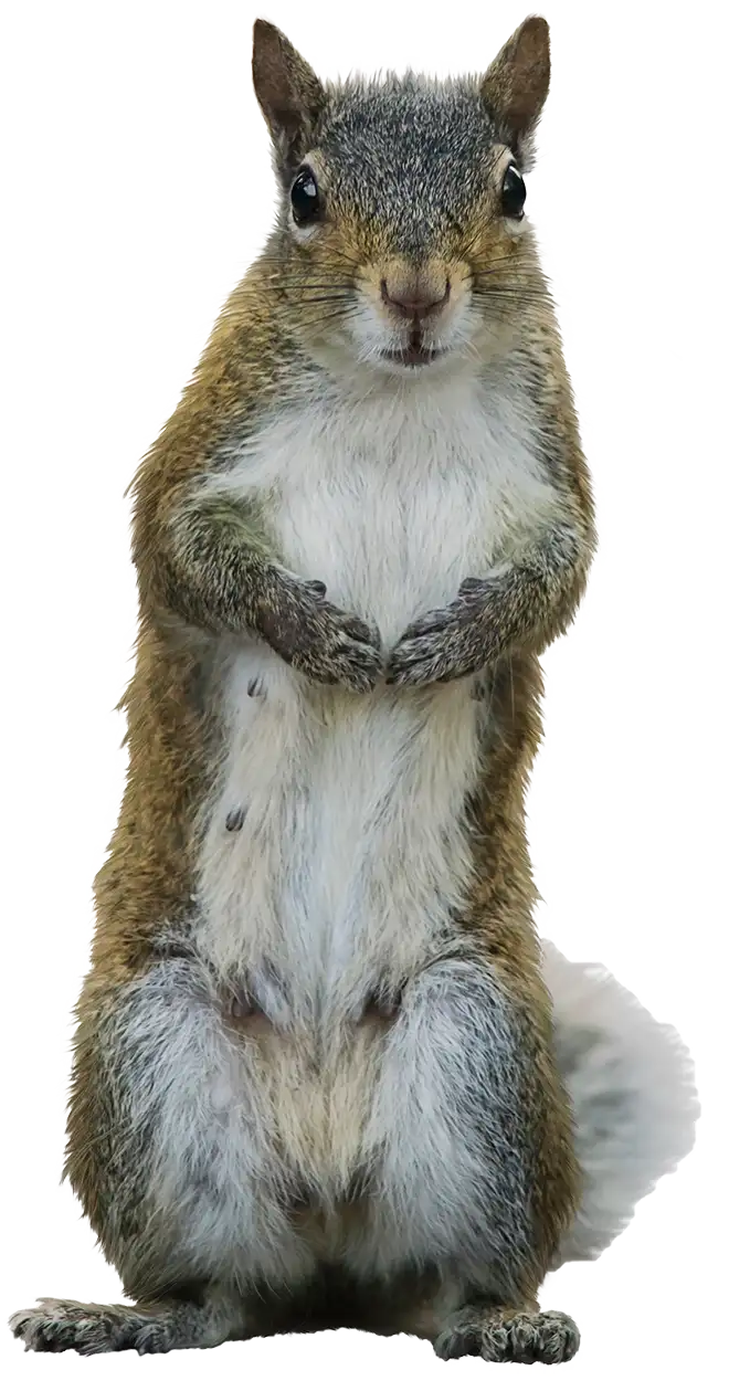 Standing squirrel - Roberts Wildlife removes squirrels and other wildlife across Jefferson County, Alabama