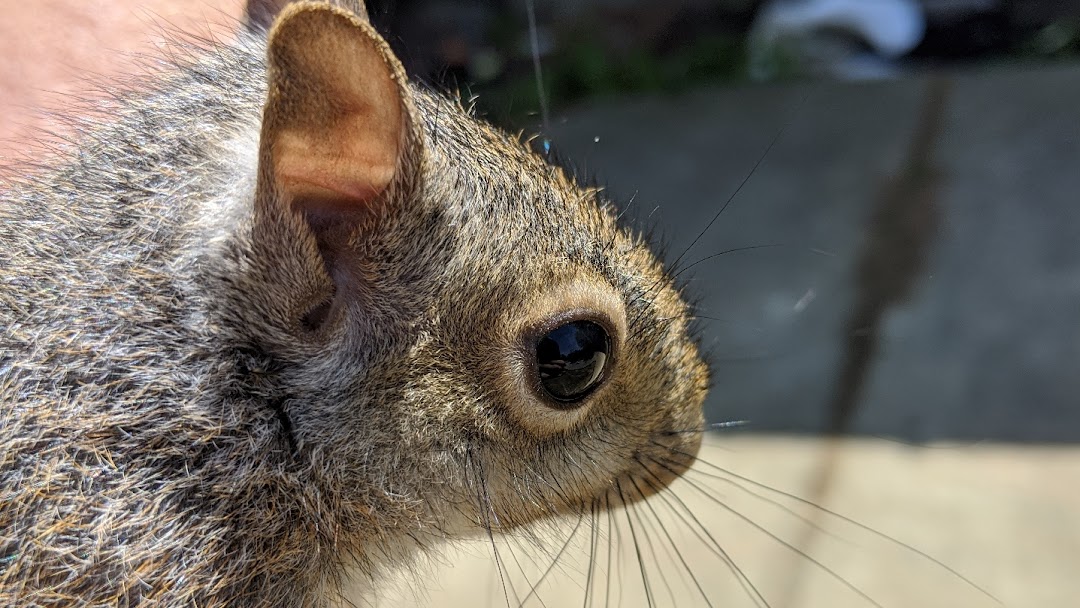 Roberts Wildlife team — licensed wildlife removal professionals serving Alabama and the Florida Panhandle